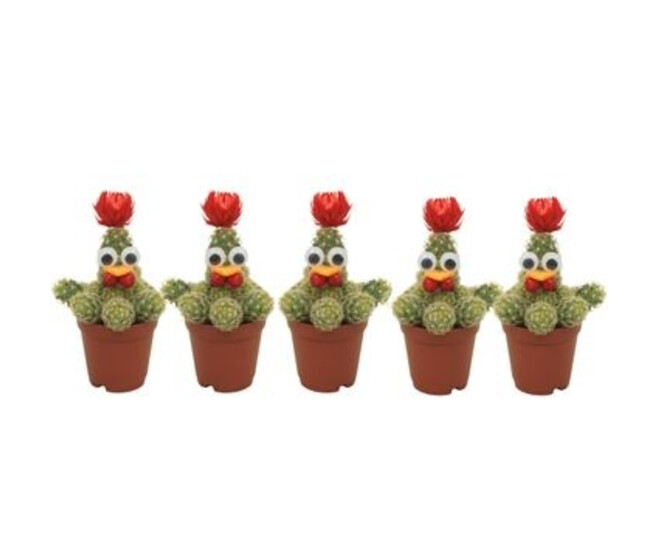 CACTUS DECO POULE