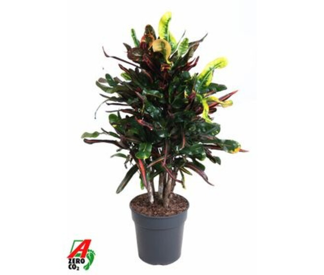 CROTON MAMMI