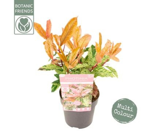 PHOTINIA PINK CRISPY