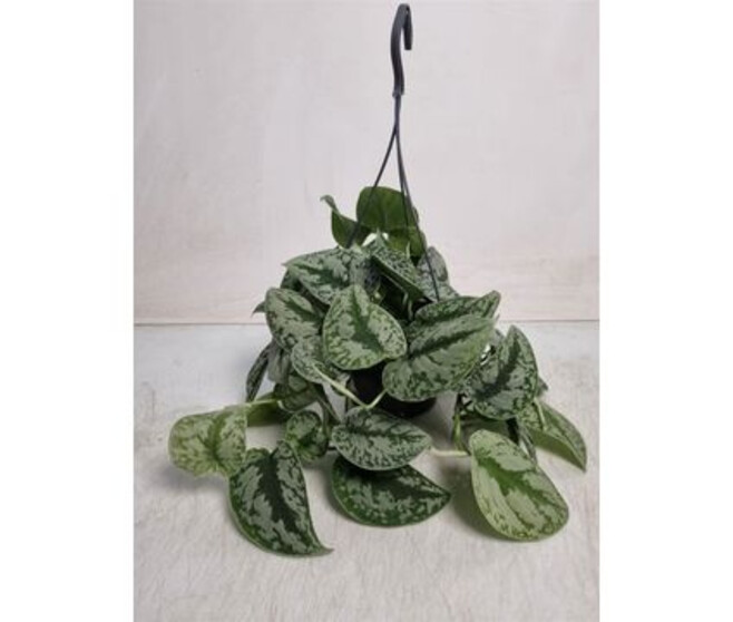 SCINDAPSUS PICTUS TREBIE SUSP