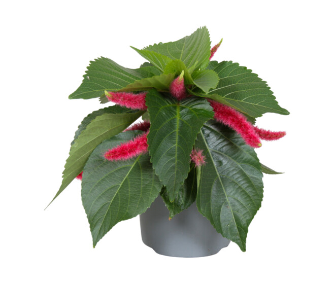 ACALYPHA HISPIDA