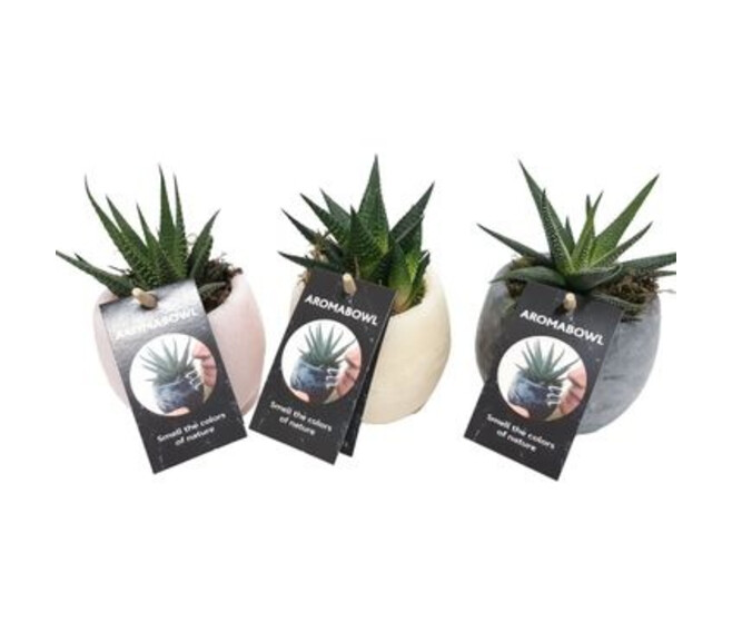 CACTUS HAWORTHIA AROMA BOWL