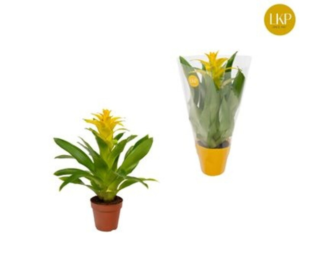 GUZMANIA DIANA