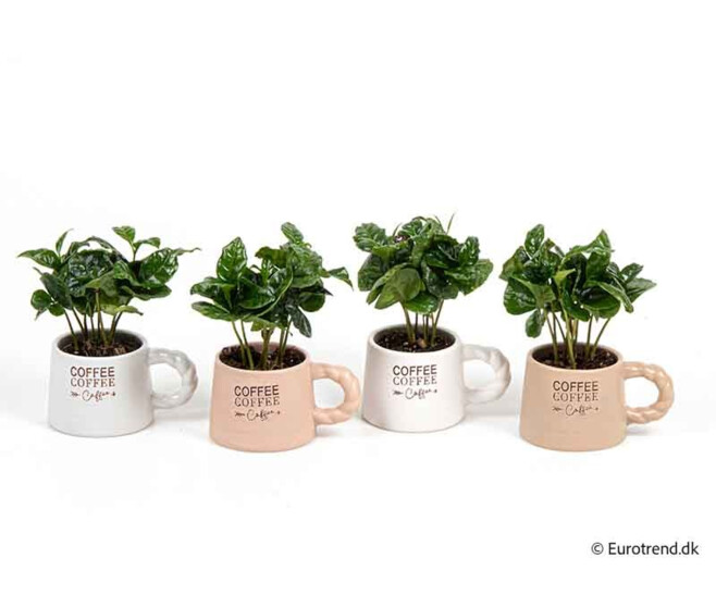 COFFEA ARABICA CERAM TASSE