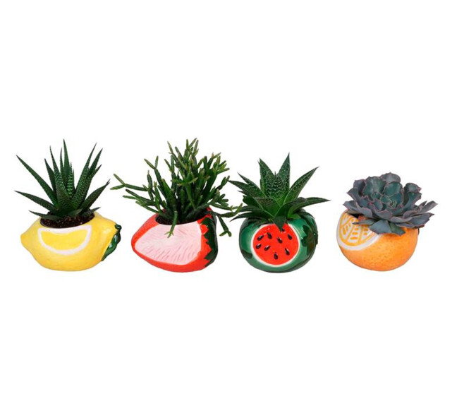 SUCCULENTE CERAM FRUIT