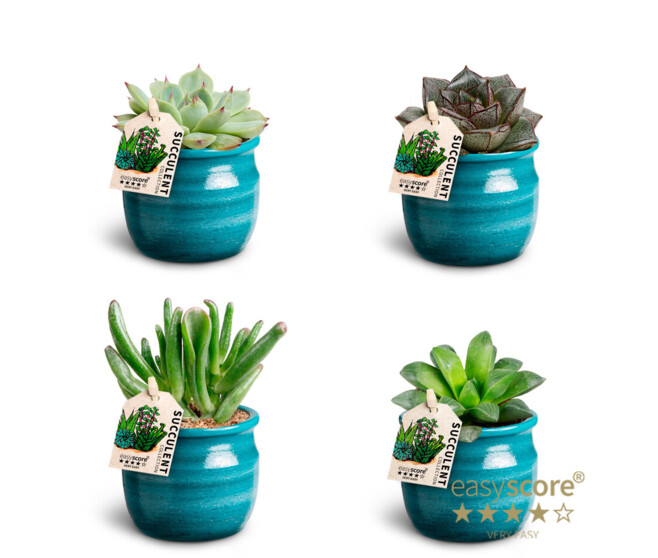 SUCCULENTE CERAM