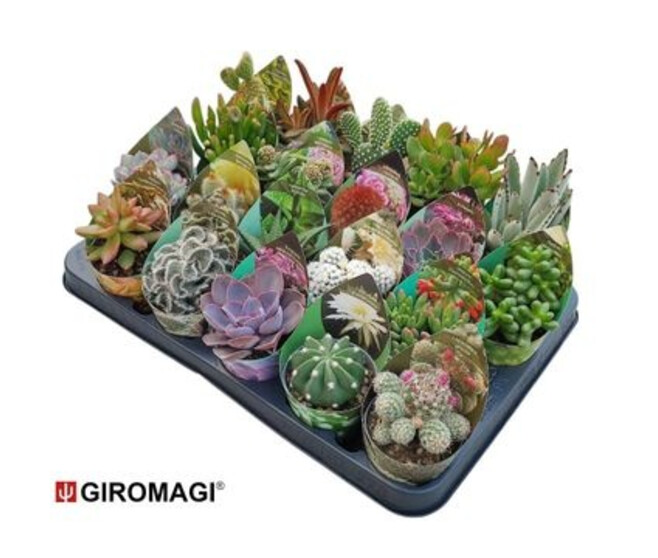CACTUS SUCCULENTE VARIE