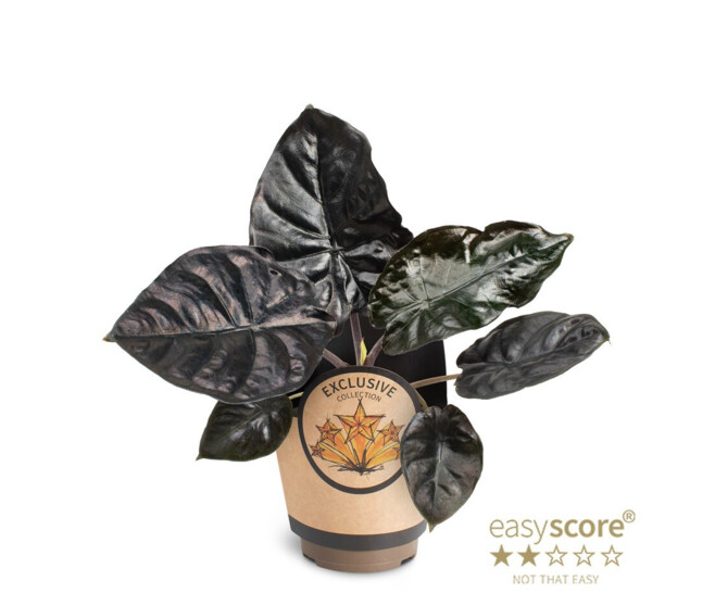 ALOCASIA BLACK MAGIC