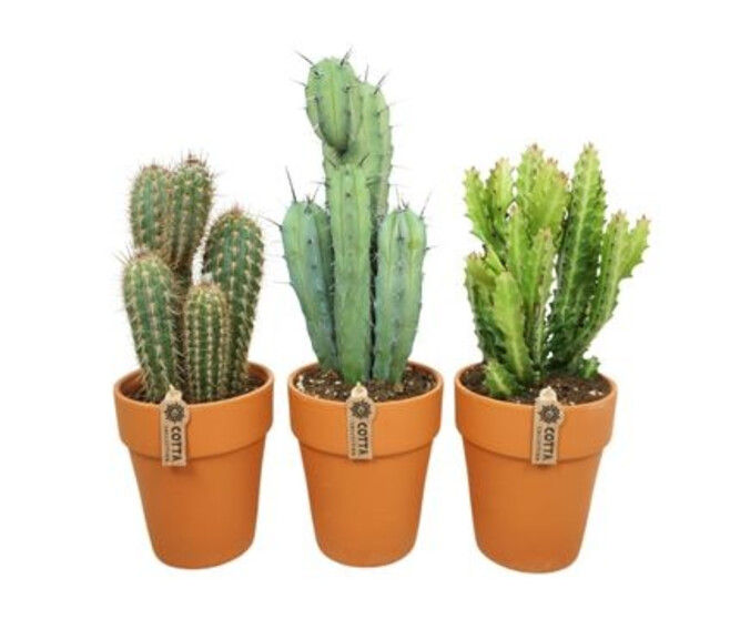 CACTUS VARIES P TERRE