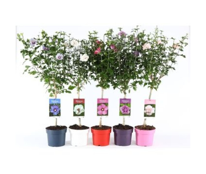 HIBISCUS SYRIACUS TIGE