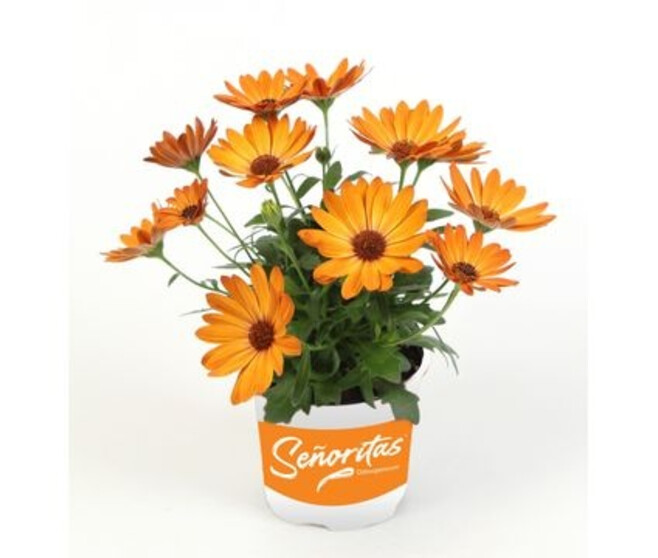 OSTEOSPERMUM ORANGE