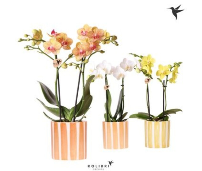 PHALAENOPSIS 2BR VARIE CERAM