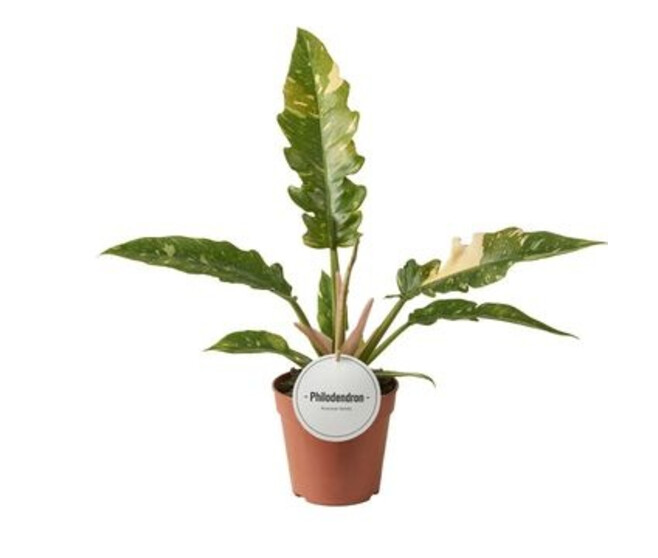 PHILODENDRON RING OF FIRE