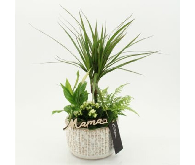 COMPO 4 PLANTES CERAM