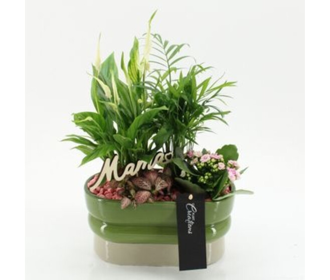 COMPO 4 PLANTES CERAM