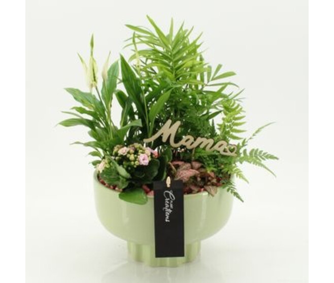 COMPO 5 PLANTES CERAM