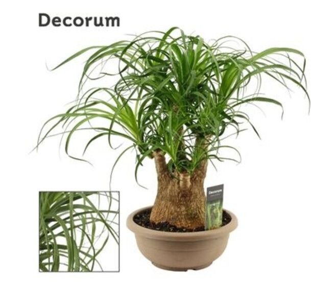 BEAUCARNEA