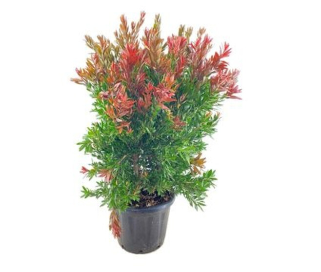 CALLISTEMON