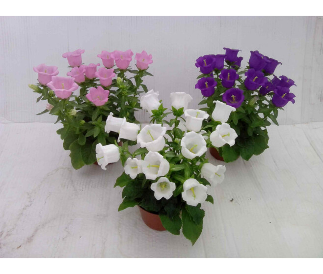 CAMPANULE SPRING BELL