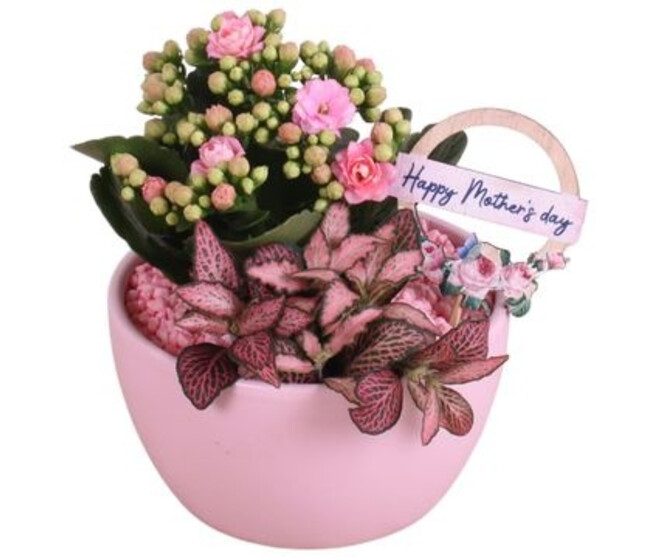 COMPO 2 PLANTES CERAM