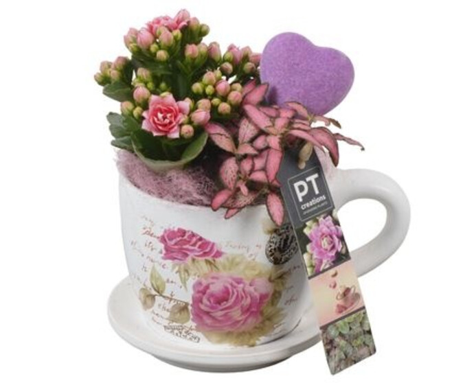 COMPO 2 PLANTES TASSE CERAM