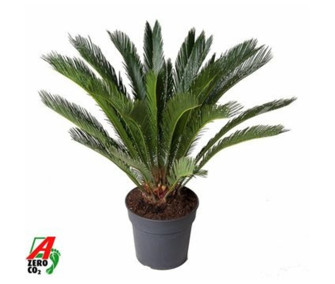 CYCAS REVOLUTA