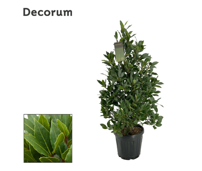 LAURUS NOBILIS PYRAM