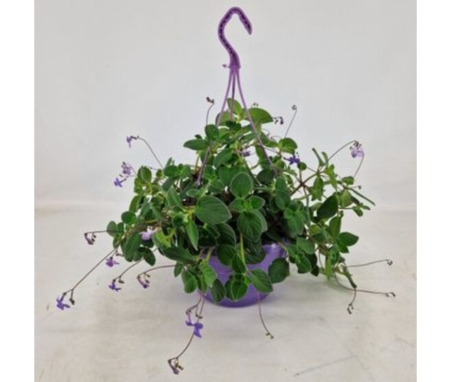 STREPTOCARPUS SAXORUM SUSP
