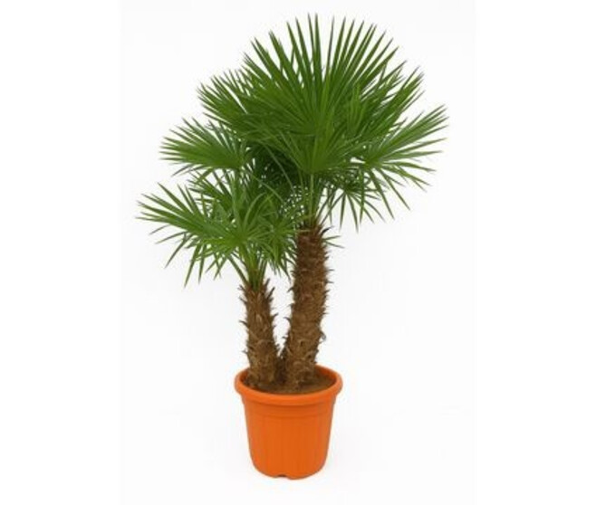 TRACHYCARPUS FORTUNEI