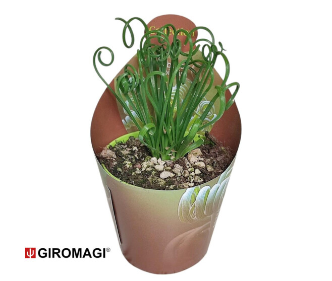 ALBUCA FRIZZLE SIZZLE