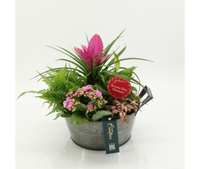COMPO 5 PLANTES ZINC