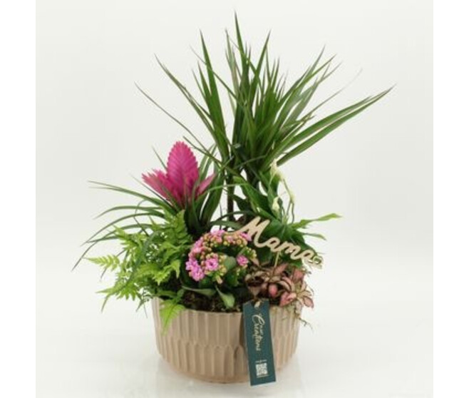 COMPO 6 PLANTES CERAM