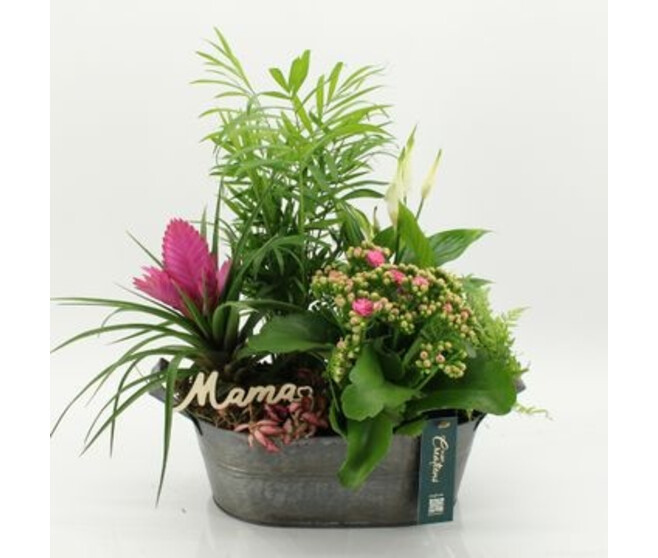 COMPO 5 PLANTES ZINC