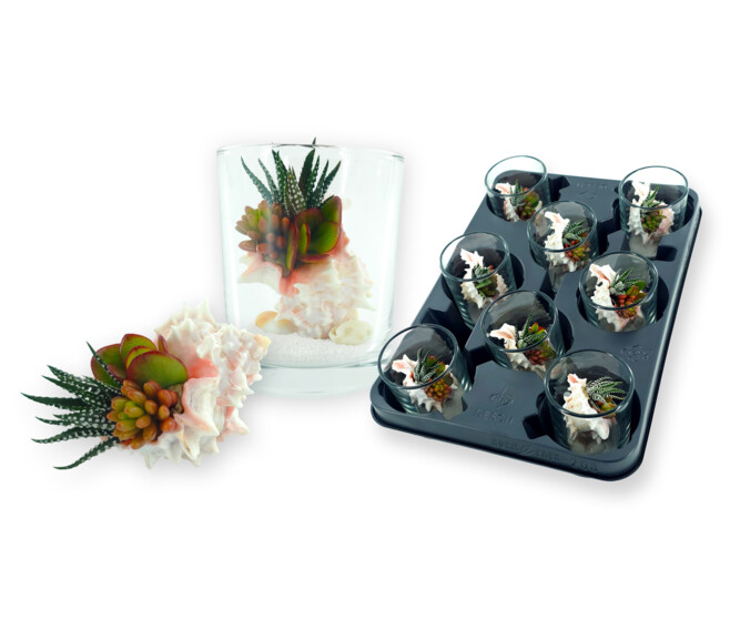 COMPO SUCCULENTE COQUILLAGE VERRE