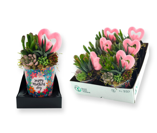 COMPO SUCCULENTES X5 ZINC