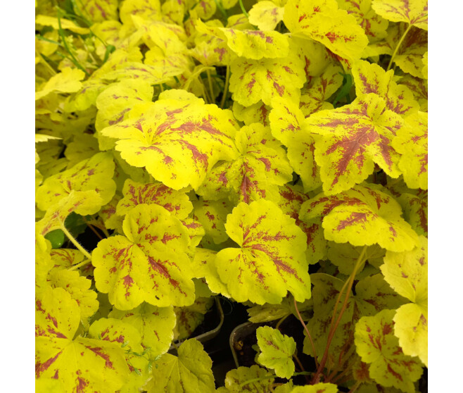 HEUCHERELLA SOLAR POWER