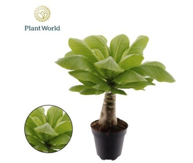 BRIGHAMIA HAWAIIAN PALM