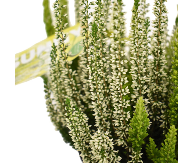 ERICA CALLUNA SUNNY SWIRL