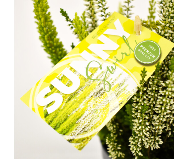 ERICA CALLUNA SUNNY SWIRL