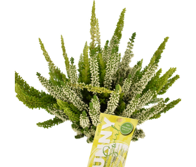 ERICA CALLUNA SUNNY SWIRL