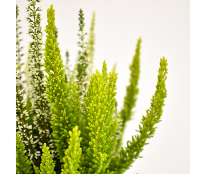 ERICA CALLUNA SUNNY SWIRL