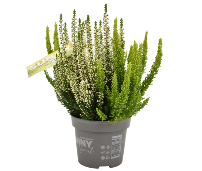 ERICA CALLUNA SUNNY SWIRL