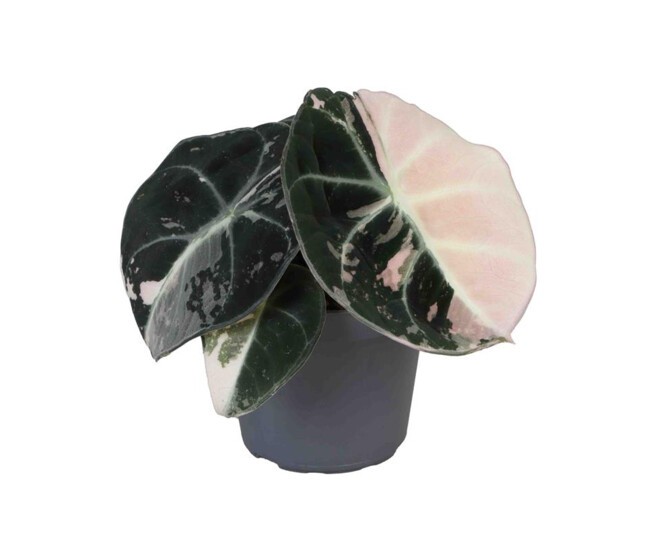 ALOCASIA BLACK VELVET