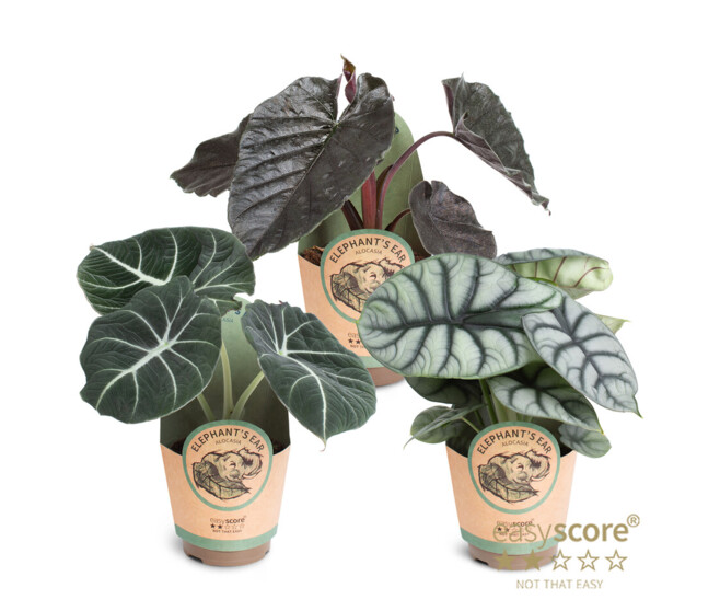 ALOCASIA VARIE