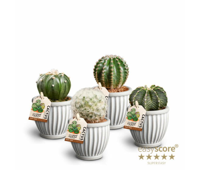 CACTUS CERAM