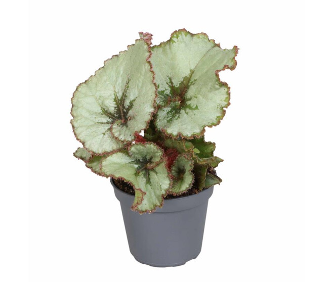 BEGONIA REX