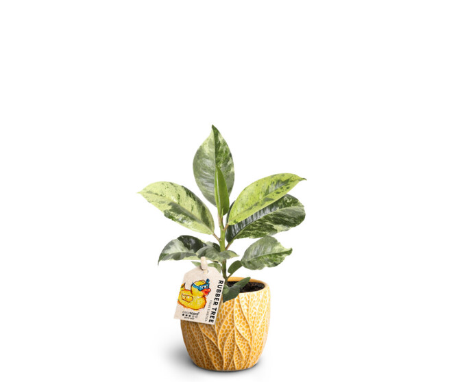 FICUS ELASTICA CERAM