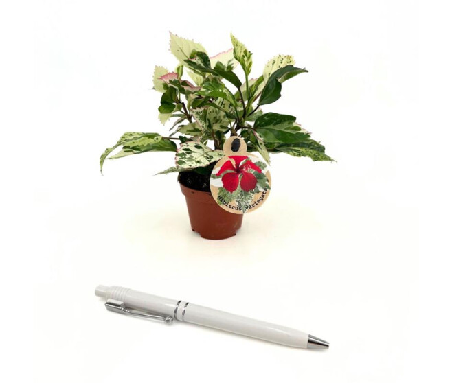 HIBISCUS ROUGE PANACHE