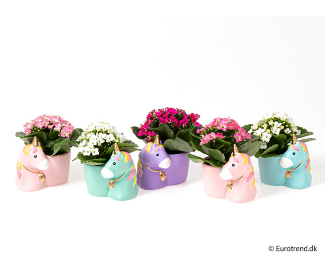 KALANCHOE CERAM LICORNE