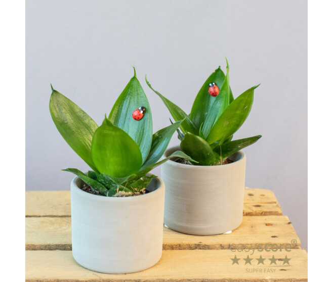 SANSEVIERIA CERAM DECO COCCINELLE